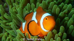 While diving in Lembeh Strait, I came upon a very active ... by Janet Hale 